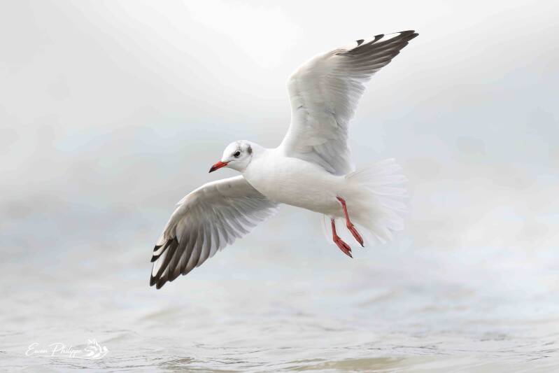 Mouette rieuse