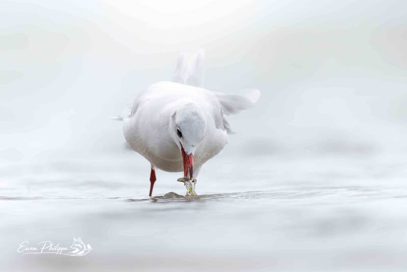 Mouette rieuse