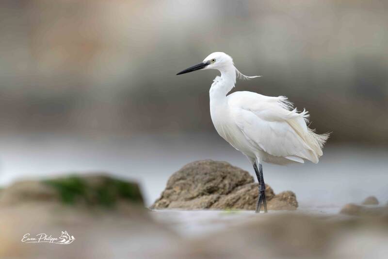 Aigrette garzette