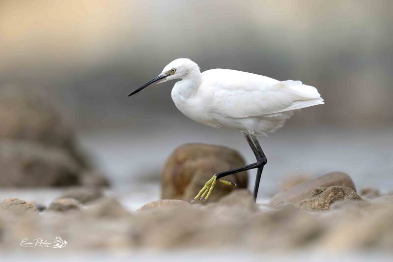 Aigrette garzette