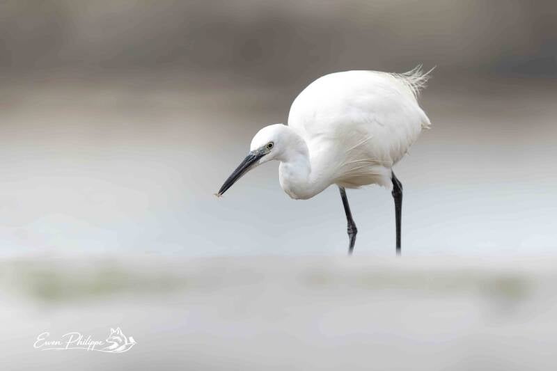 Aigrette garzette