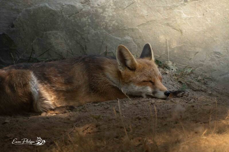 Renard roux européen