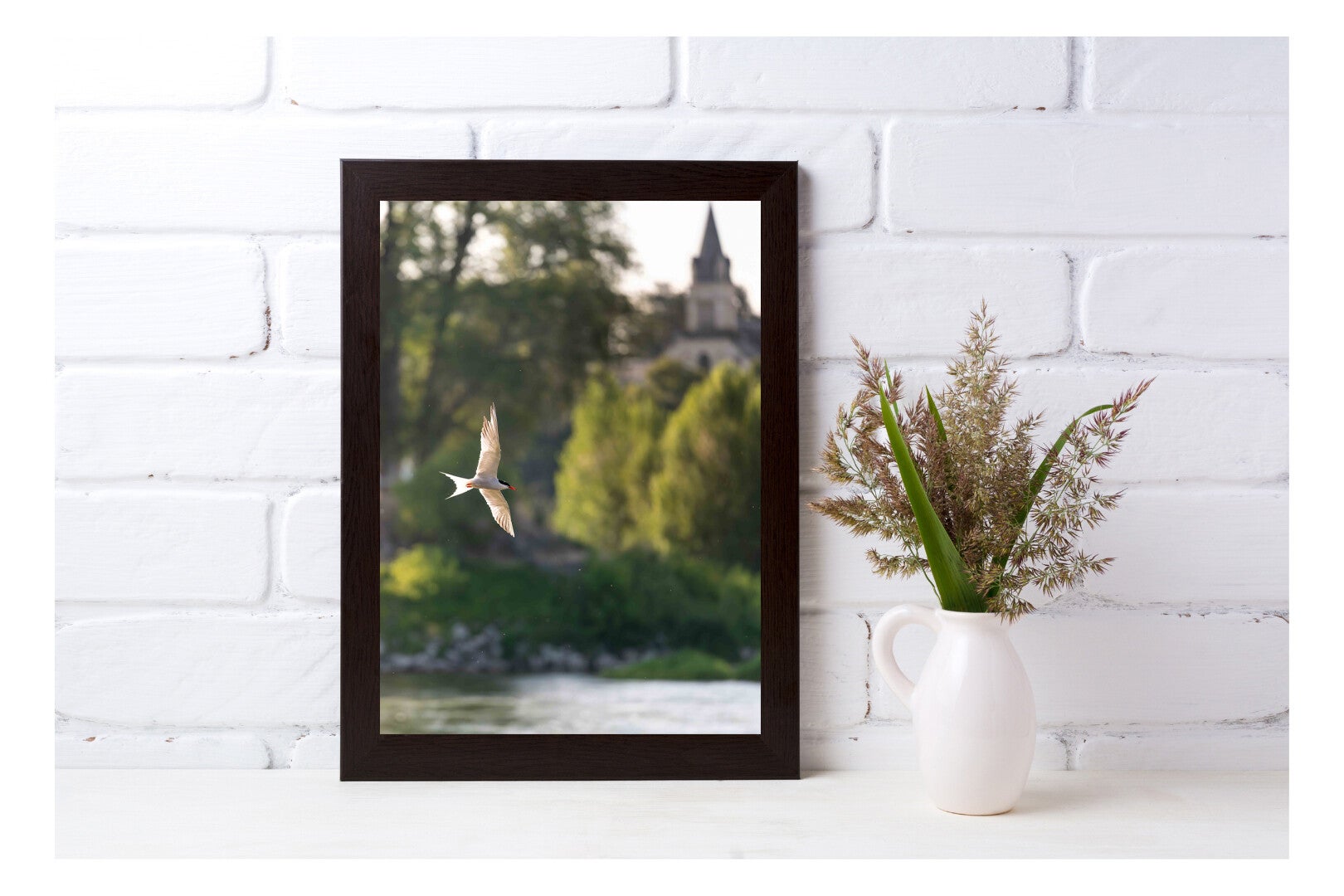 Tirage Photo Professionnel – Sterne pierregarin