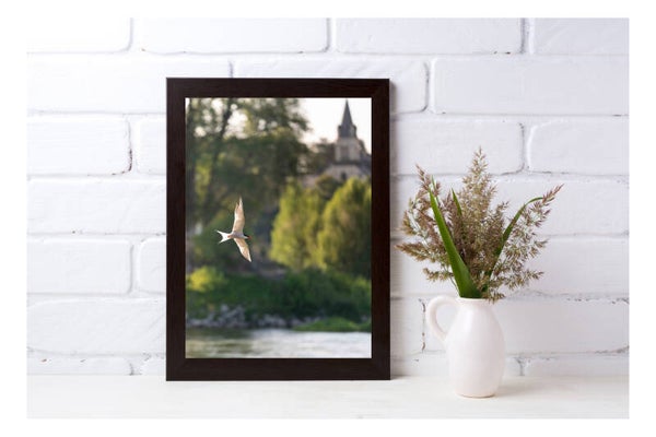 Tirage Photo Professionnel – Sterne pierregarin