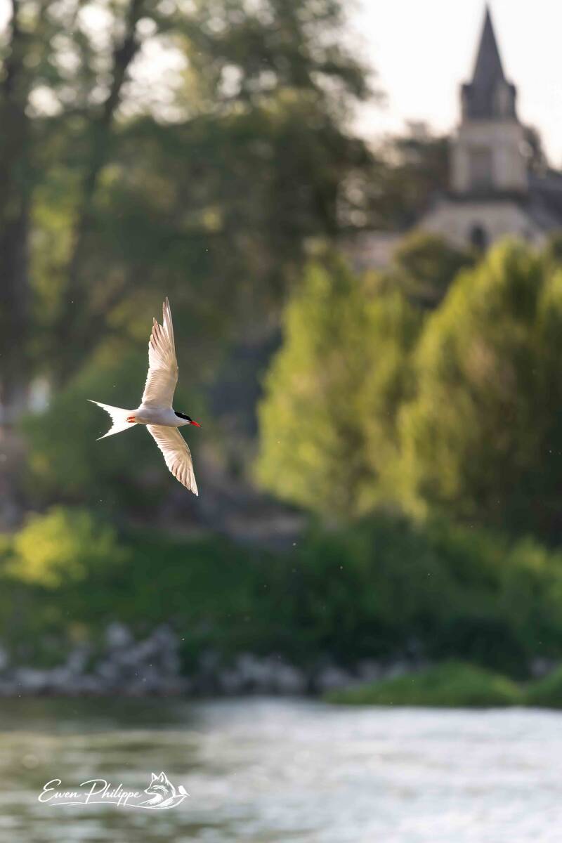 Sterne pierregarin