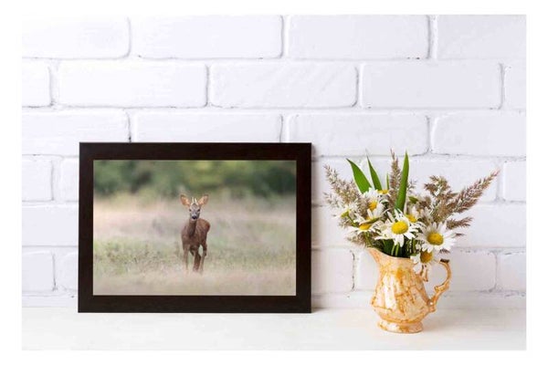 Tirage Photo Professionnel – Chevreuil européen