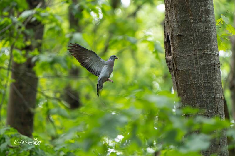 Pigeon colombin