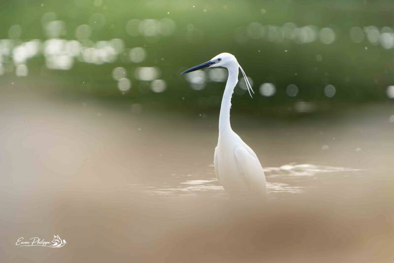 Aigrette garzette