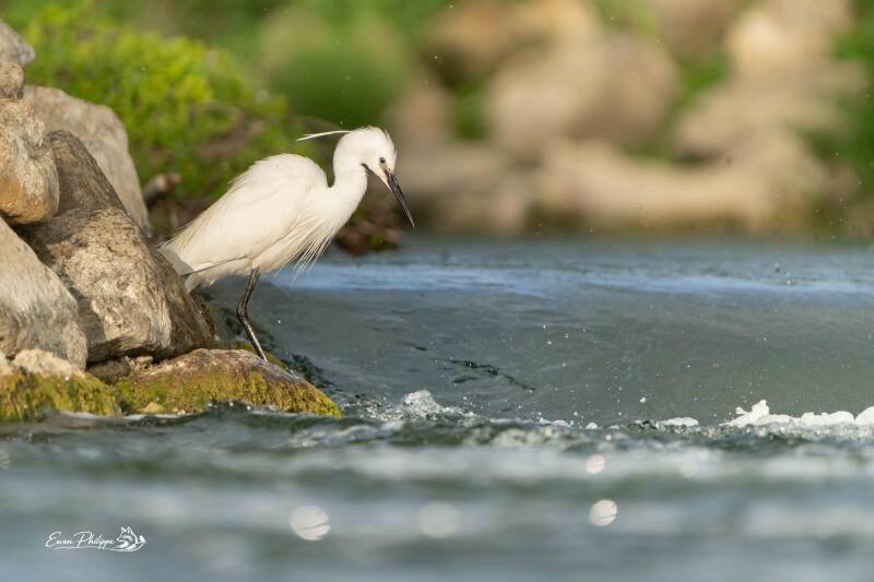 Aigrette garzette