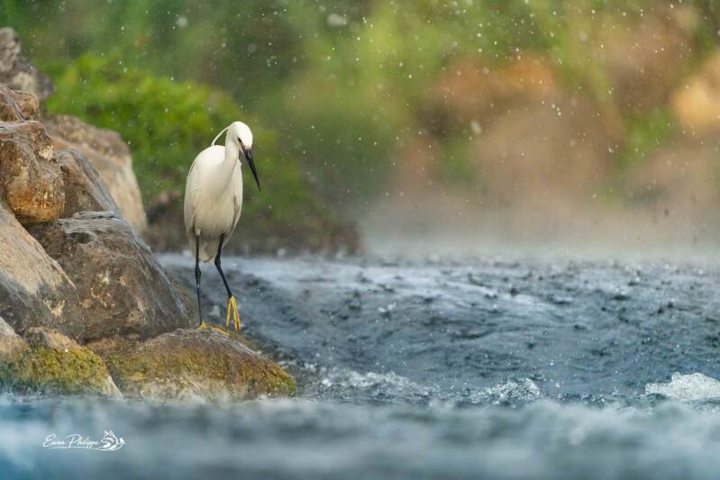 Aigrette garzette