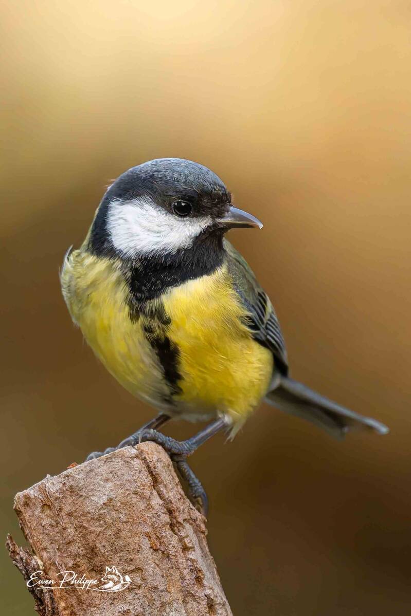 Mésange charbonnière