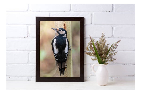 Tirage Photo Professionnel – Pic épeiche