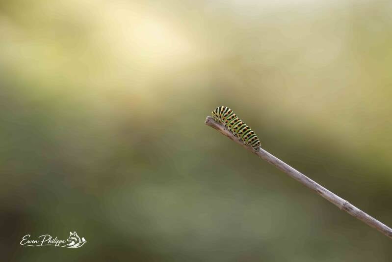 _dsc9756_dxo-standard-wtpwfw.jpg