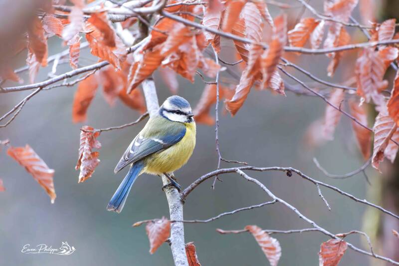 Mésange bleue