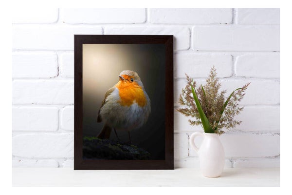 Tirage Photo Professionnel – Rougegorge familier