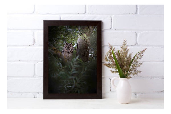 Tirage Photo Professionnel – Hibou moyen-duc