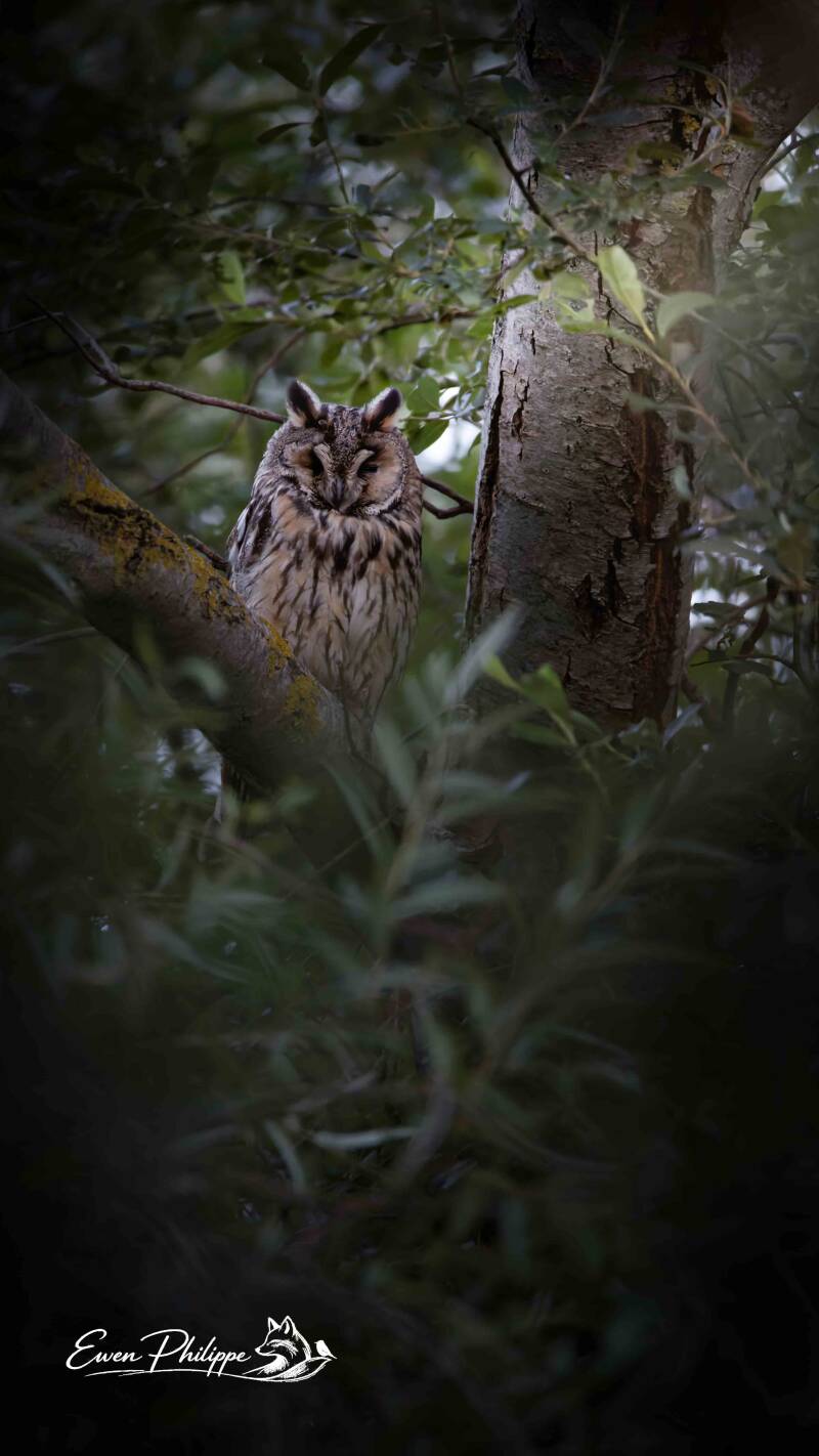 Hibou moyen-duc