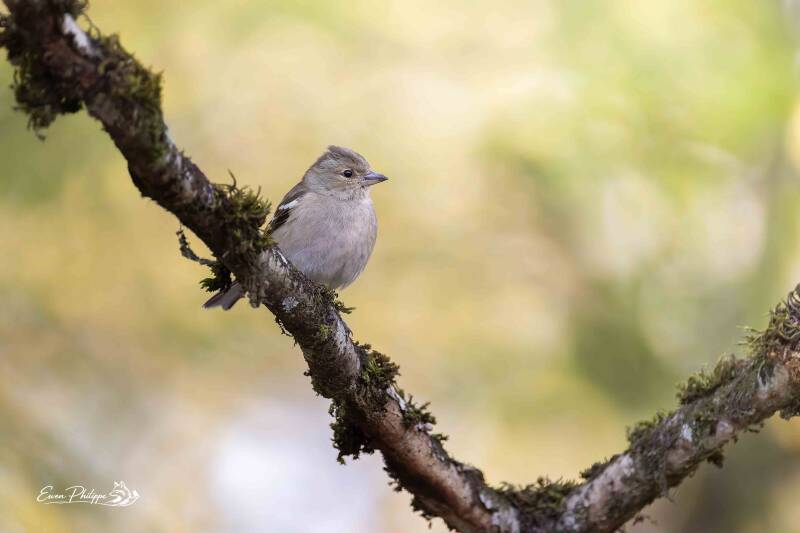 Pinson des arbres