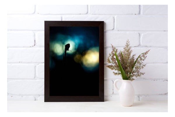 Tirage Photo Professionnel – Azuré commun