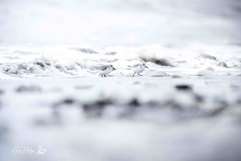Bécasseau sanderling