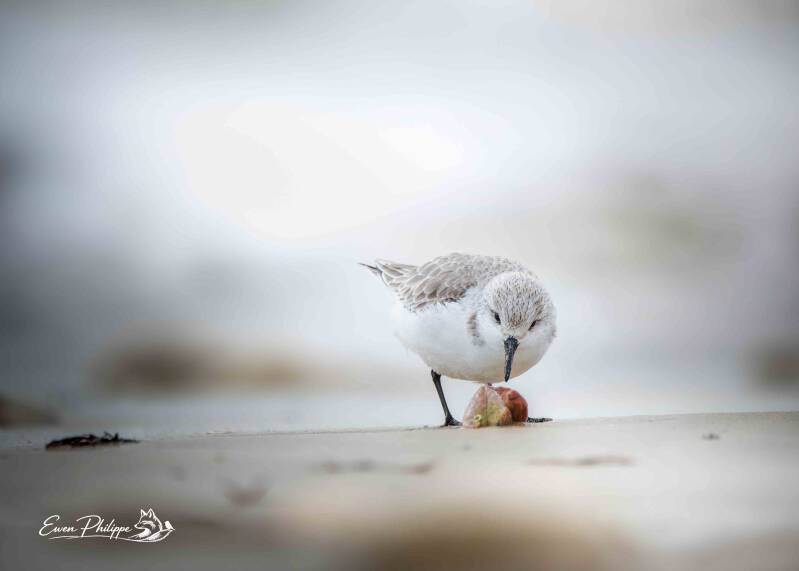 Bécasseau sanderling