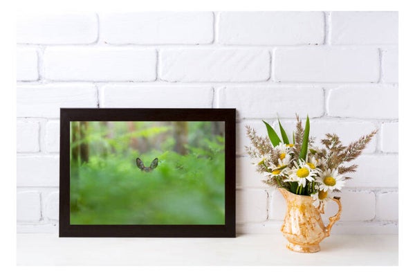 Tirage Photo Professionnel – Chevreuil européen