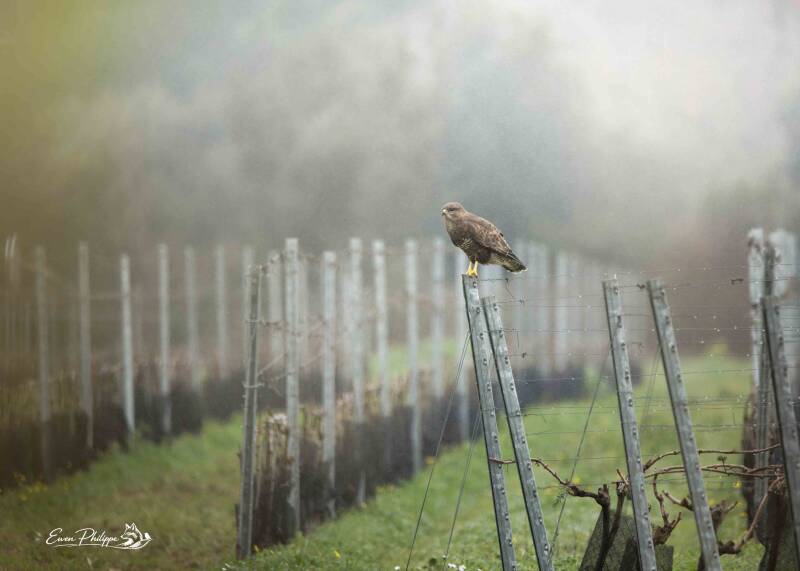 Buse variable