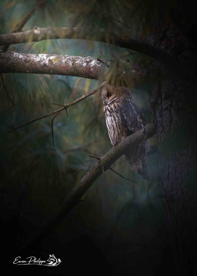 Hibou moyen-duc