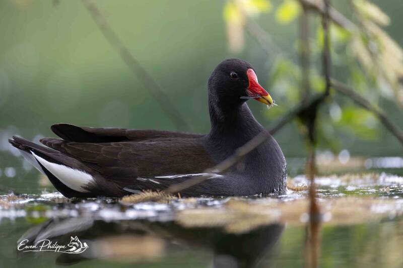 Gallinule poule-d'eau