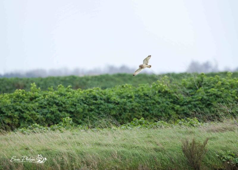 Hibou des marais