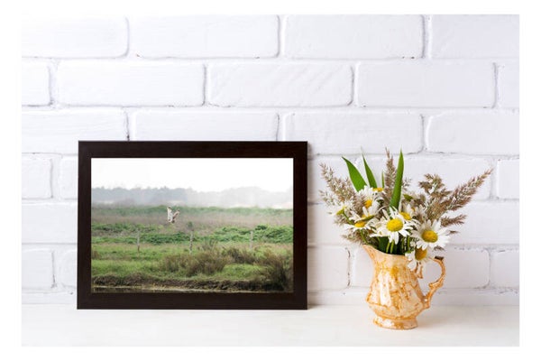 Tirage Photo Professionnel – Hibou des marais