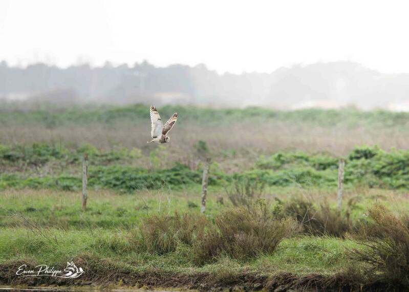 Hibou des marais