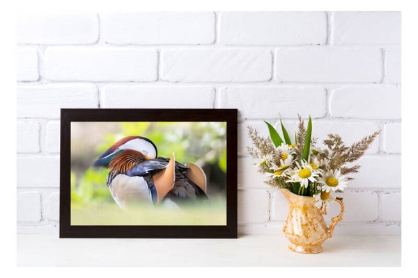 Tirage Photo Professionnel – Canard mandarin