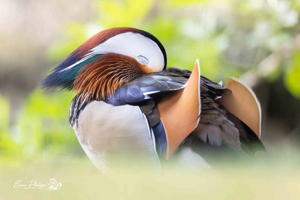 Canard mandarin - 40x30cm