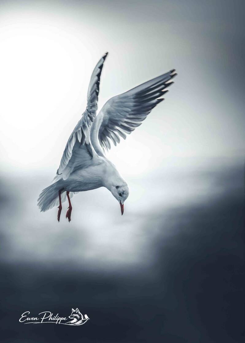 Mouette rieuse