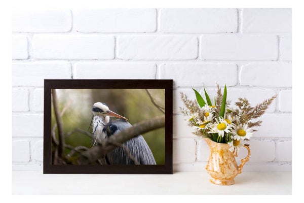 Tirage Photo Professionnel – Héron cendré