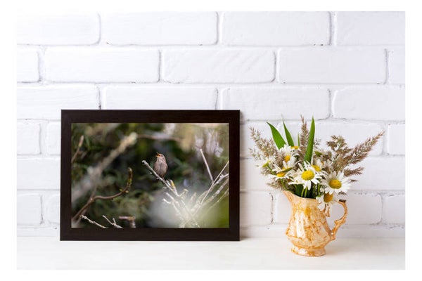 Tirage Photo Professionnel – Troglodyte mignon