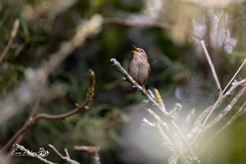 Troglodyte mignon