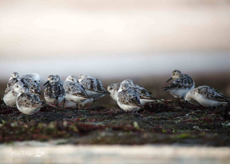 Bécasseau sanderling