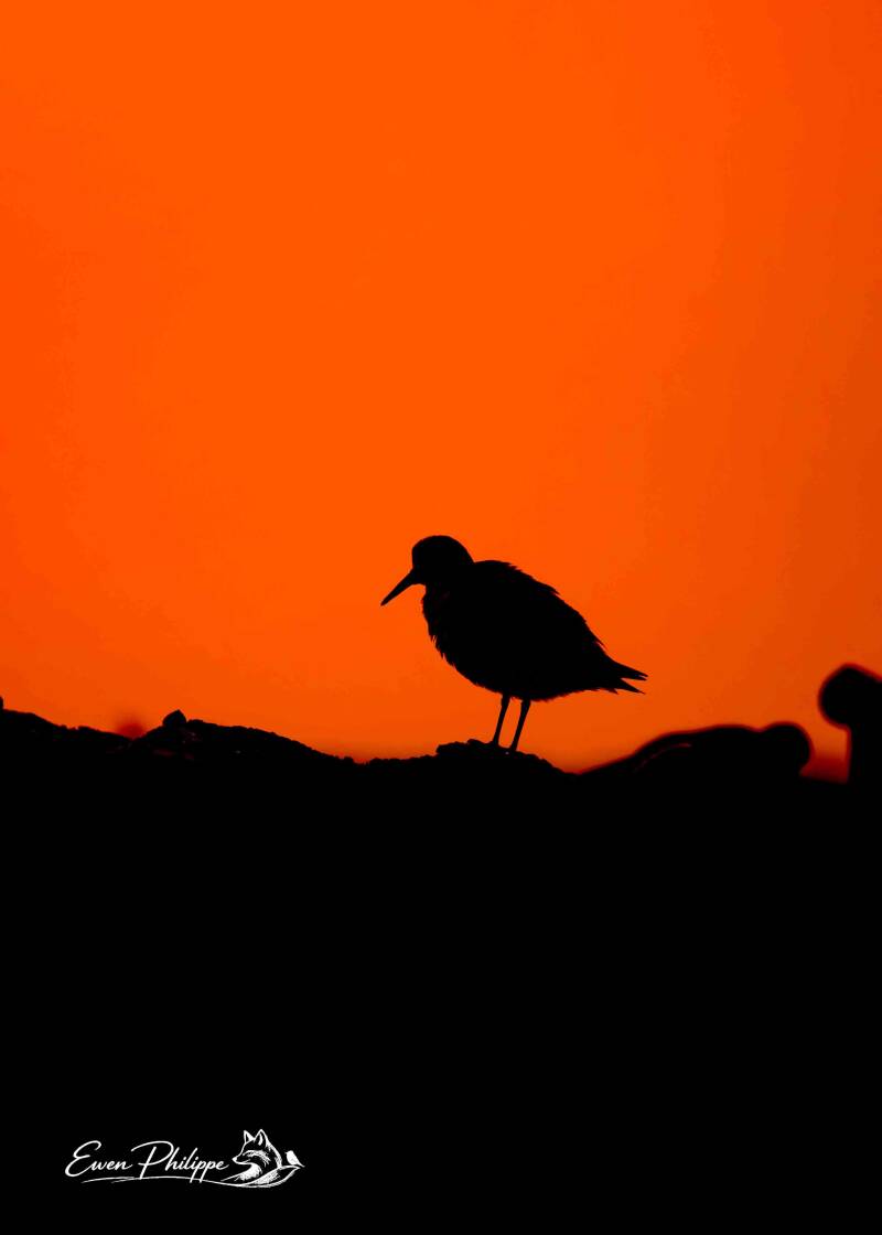 Bécasseau sanderling