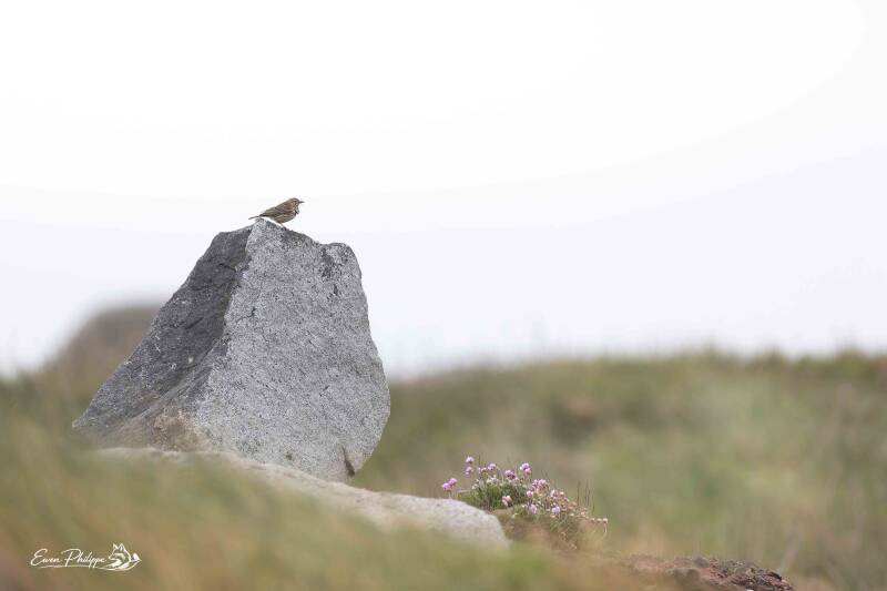 Pipit farlouse