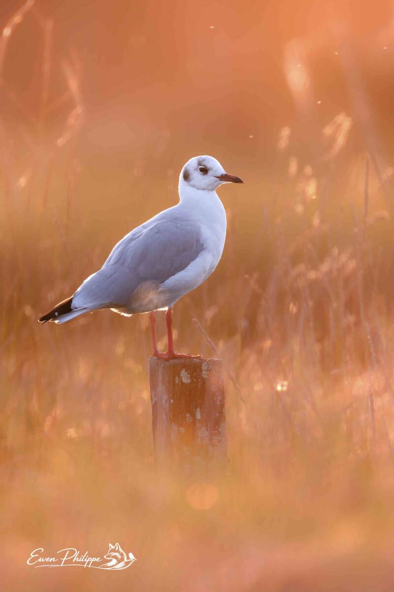 Mouette rieuse