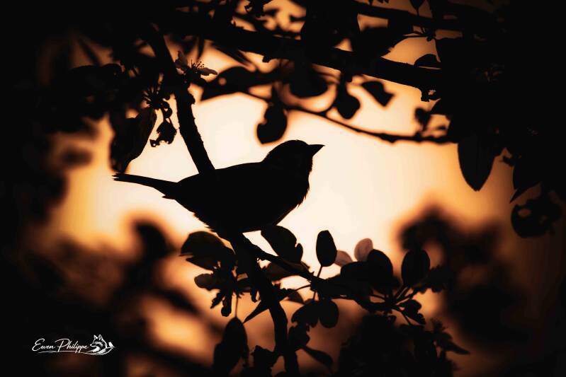 Moineau domestique