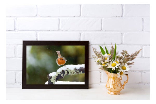 Tirage Photo Professionnel – Rougegorge familier