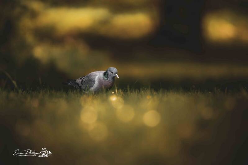 Pigeon colombin