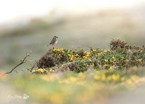 Pipit farlouse - 40x30cm