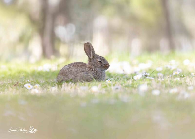 Lapin de Garenne