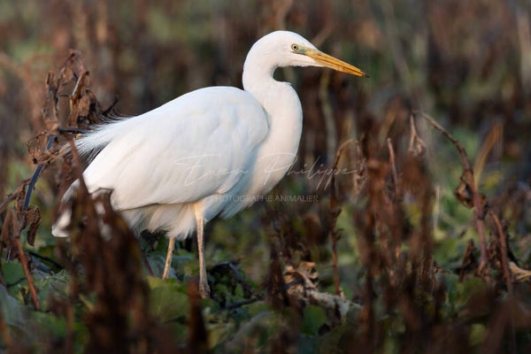 Grande aigrette | Tirages Photo Haut de Gamme – 10x15 cm & 20x30 cm