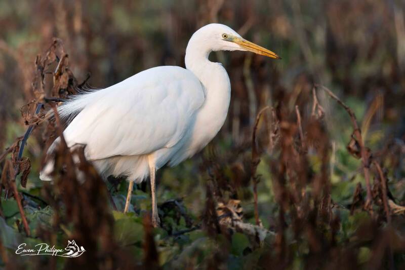 Grande aigrette 