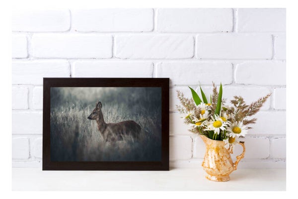 Tirage Photo Professionnel – Chevreuil européen